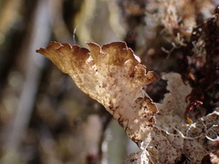 Platismatia norvegica