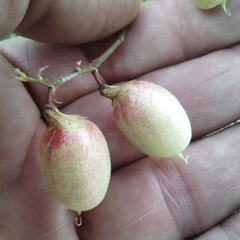 Astragalus hallii fallax