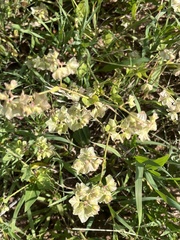 Mirabilis nyctaginea