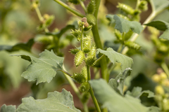 Xanthium orientale
