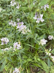 Medicago sativa