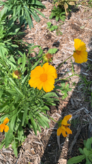 Coreopsis lanceolata