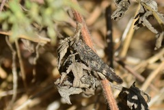 Lactista gibbosus