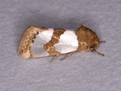 Schinia chrysellus