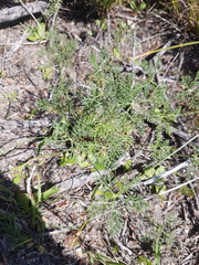 Monsonia speciosa