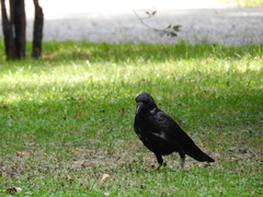 Corvus corone