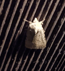 Caradrina clavipalpis