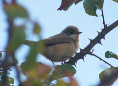 Curruca iberiae