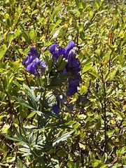 Aconitum napellus