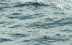 Pelagodroma marina