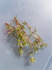 Crassula natans minus