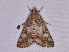 Eubolina impartialis