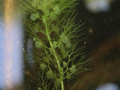 Utricularia