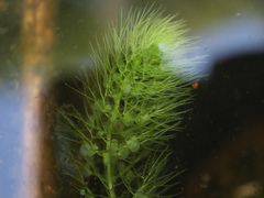 Utricularia