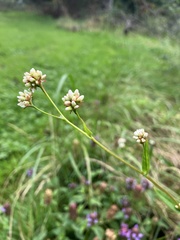 Persicaria sagittata