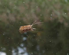 Limnephilus
