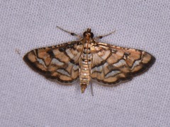 Hileithia magualis