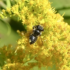Litomegachile