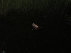 Limnephilus