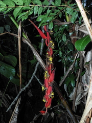 Heliconia huilensis