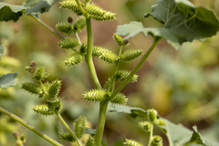 Xanthium orientale