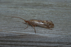 Limnephilus