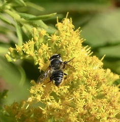 Litomegachile