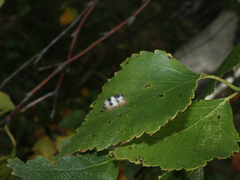 Campopleginae