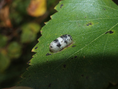 Campopleginae