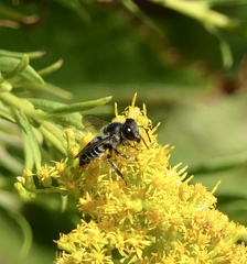 Litomegachile