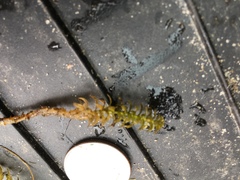 Elodea canadensis