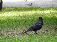 Corvus corone