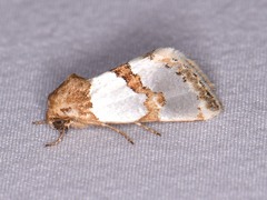 Schinia chrysellus