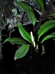 Anthurium scandens