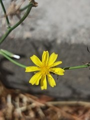 Chondrilla juncea