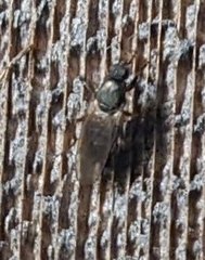 Coelopidae