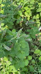 Mentha suaveolens
