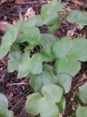 Hepatica nobilis