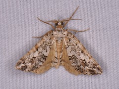 Macaria graphidaria