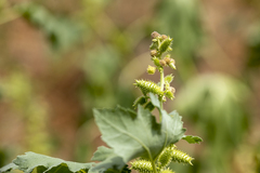 Xanthium orientale
