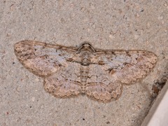 Iridopsis defectaria