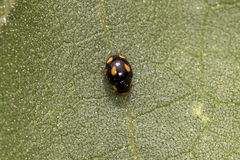 Hyperaspis quadrioculata