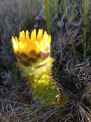 Oedera imbricata