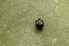 Hyperaspis quadrioculata