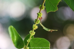 Bridelia tomentosa