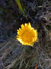 Oedera imbricata