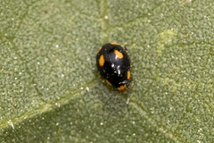 Hyperaspis quadrioculata