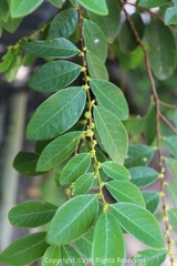 Bridelia tomentosa