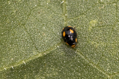 Hyperaspis quadrioculata