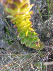 Oedera imbricata